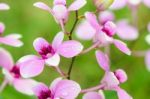 Dendrobium Orchid Hybrids Is White And Pink Stripes Stock Photo