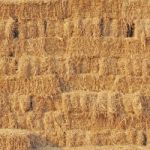 Stacked Hay Bales Stock Photo