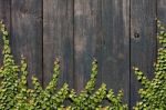 Climbing Ficus Pumila On Wall Stock Photo