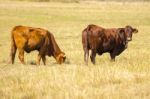 Country Cows Stock Photo