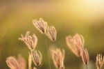 Vintage Photo Of Close Up Soft Focus A Little Wild Flowers  Stock Photo