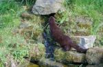 European Mink (mustela Lutreola) Stock Photo