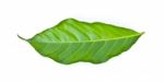 Green Leaf Isolated On A White Stock Photo