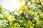 Caterpillar With A Daylight Stock Photo