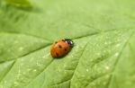 Ladybird Stock Photo