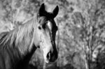 Horse In The Paddock Stock Photo