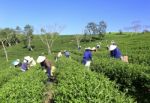 Dalat, Vietnam, July 30, 2016: A Group Of Farmers Picking Tea On A Summer Afternoon In Cau Dat Tea Plantation, Da Lat, Vietnam Stock Photo