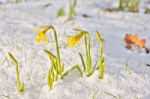 Daffodil Blooming Through The Snow Stock Photo