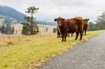 Country Cows Stock Photo