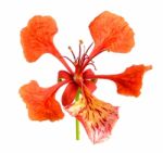 Red Peacock Flower Isolated On The White Background Stock Photo