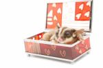 Sugar Glider In Glass Box Stock Photo