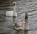 Background With Two Trumpeter Swans Swimming Stock Photo