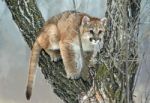 Baby Cougar Stock Photo