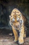 Portrait Of A Royal Bengal Tiger Stock Photo