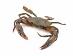 Crab Stock Photo