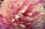 Pink Peony Macro Stock Photo