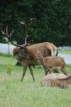 Stag And Fawn Stock Photo