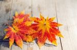 Autumn Maple Leaves On Wooden Background Stock Photo