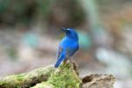 Male Hainan Blue Flycatcher Stock Photo