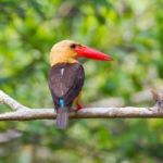 Brown-winged Kingfisher Stock Photo