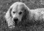 Man's Best Friend! Stock Photo