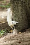 White Squirrel Stock Photo