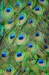 Male Green Peacock Feathers Stock Photo