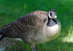 Isolated Image Of A Funny Canada Goose On A Field Stock Photo