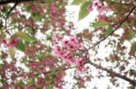 Colors Of Pink Sakura Stock Photo