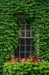 Ivy Covered Window Stock Photo