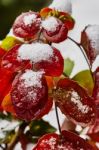 Mahonia Leaves Stock Photo