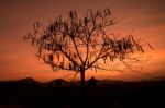 Silhouette Tree At Sunset Background Stock Photo