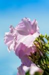 Morning Glory Flower Stock Photo