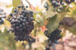 Grapes In Vineyard At Farm For Background Stock Photo