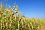 Paddy Rice Stock Photo