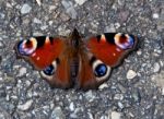 Peacock Butterfly Stock Photo