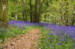 Bluebells In Staffhurst Woods Near Oxted Surrey Stock Photo