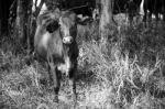 Country Cow  Stock Photo