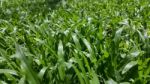 Green Grass Field Close Up On Sunny Day Stock Photo