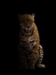 Jaguar ( Panthera Onca ) In The Dark Stock Photo