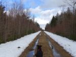 Dog Running In Snow Stock Photo