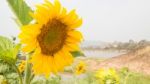 Beautiful Sunflower Plant In Public Garden Stock Photo