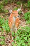 Sika Deer Stock Photo