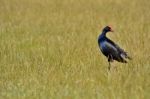 Pukeko In Paddock Stock Photo