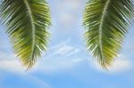 Coconut Palm Leaves On Cloud Background Stock Photo