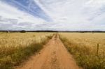 Dirt Road On Cereal Meadow Stock Photo