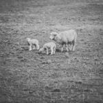 Sheep On The Farm During The Day Stock Photo