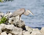 Beautiful Picture With A Funny Great Heron Standing On A Rock Shore Stock Photo