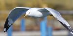 Beautiful Postcard With A Gull Flying Near A Shore Stock Photo