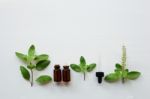 Holy Basil Essential Oil With  Fresh Leaves Stock Photo